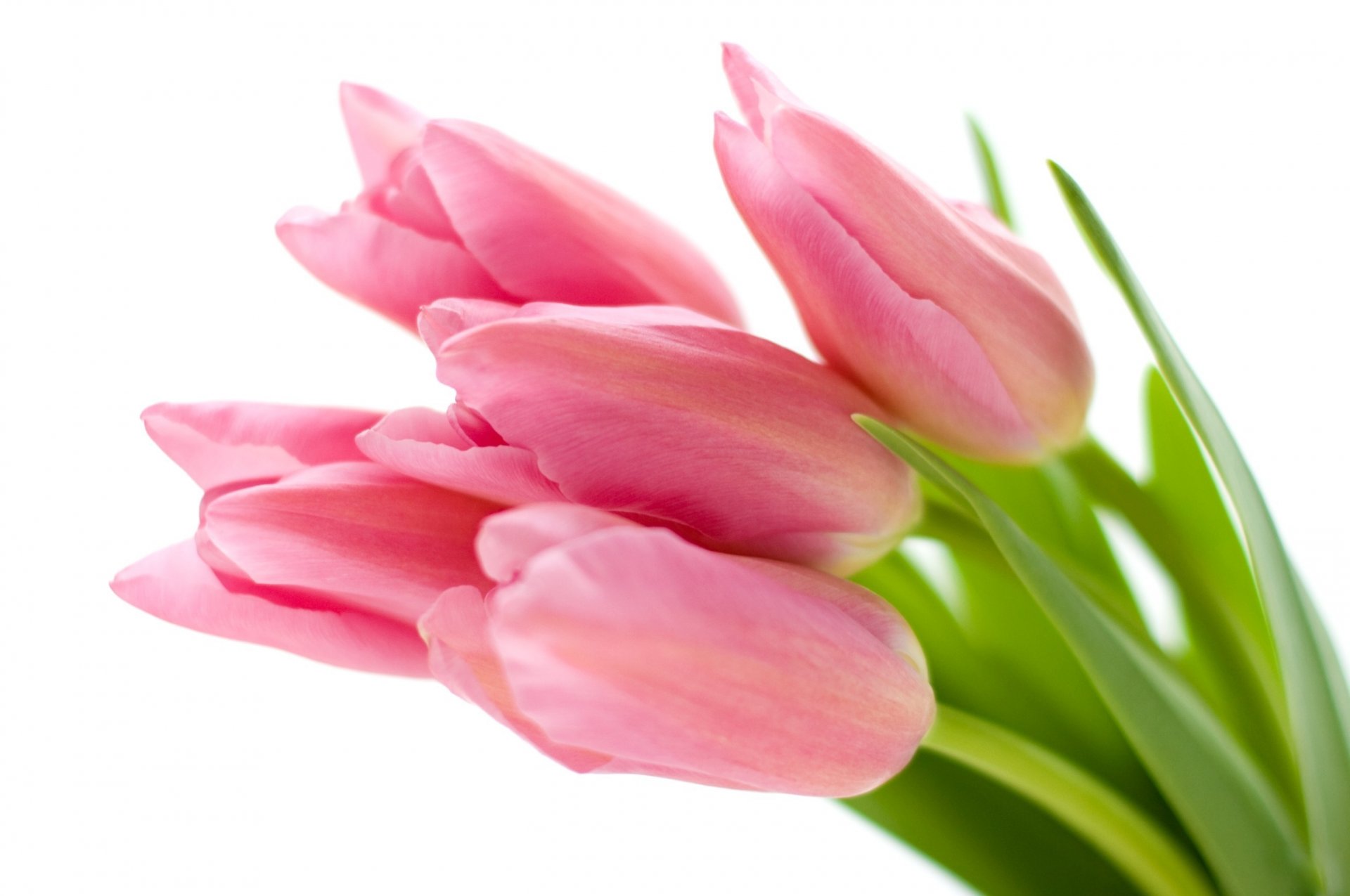 white background tulips pink flower