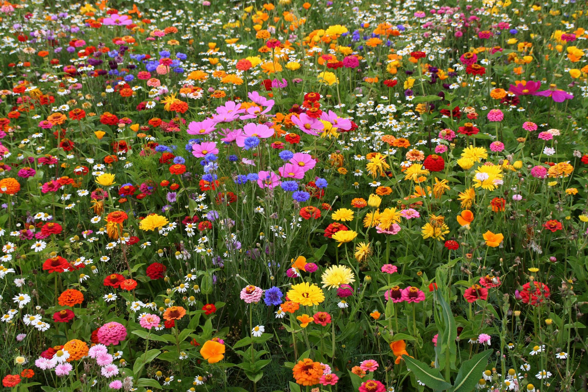 marguerites champ prairie herbes diverses