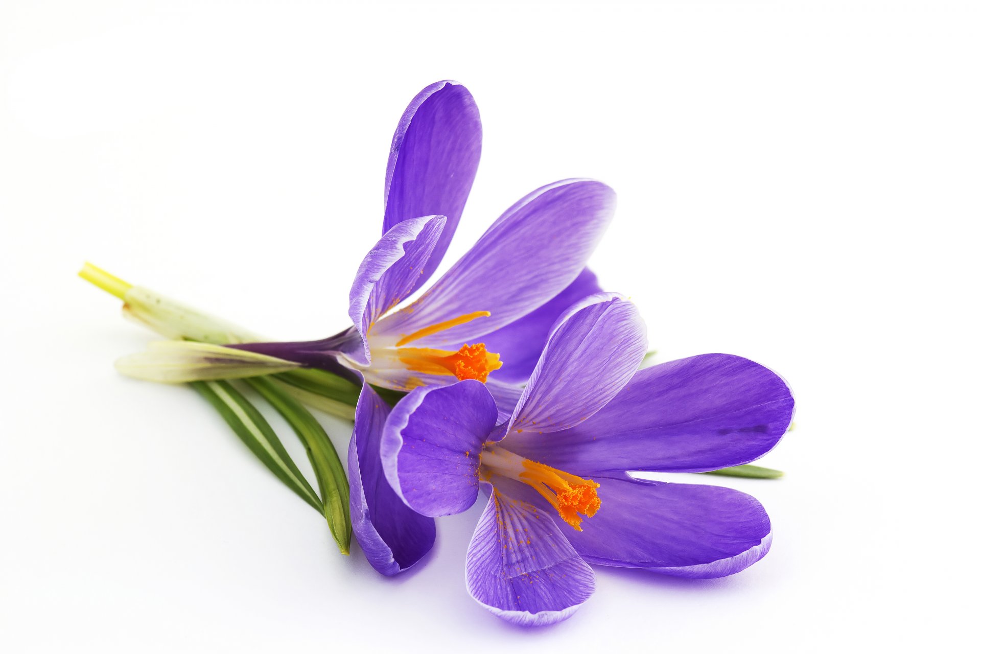 crocus purple white background