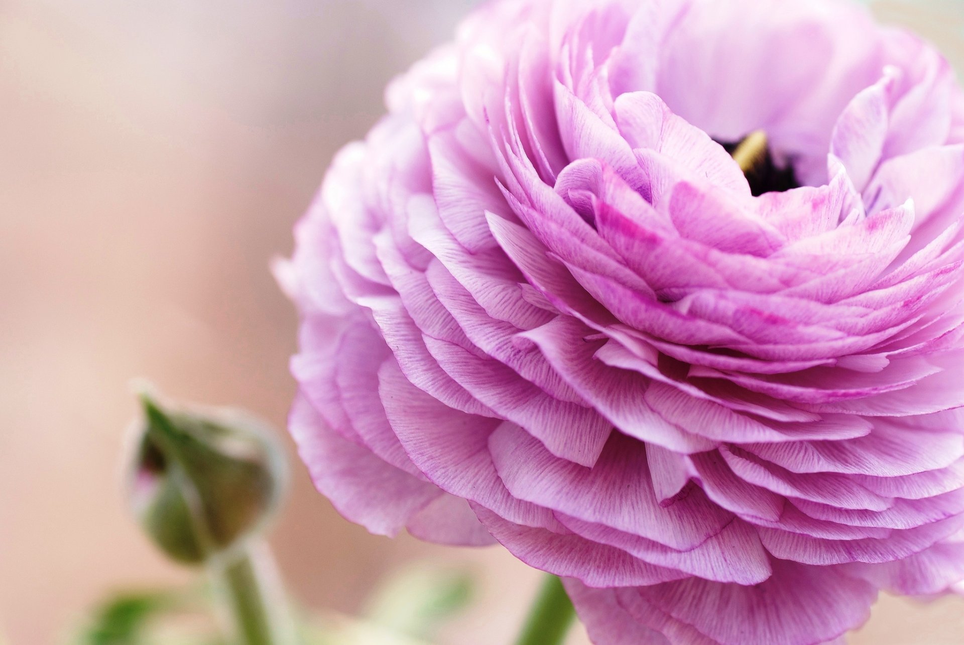 ranuncolo fiore rosa petali macro