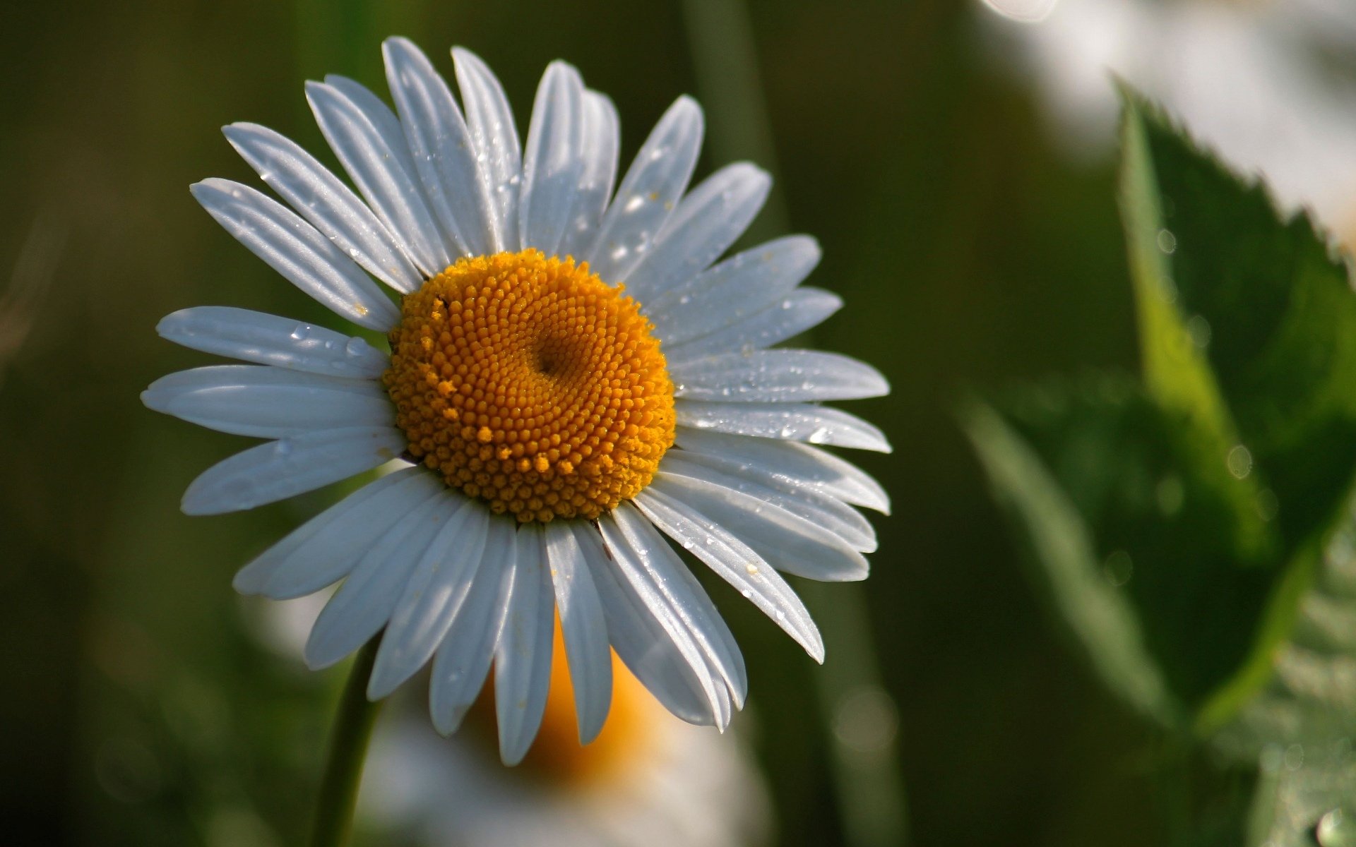 fiori fiorellino fiore margherita giallo bianco verde sfondo carta da parati widescreen schermo intero widescreen widescreen