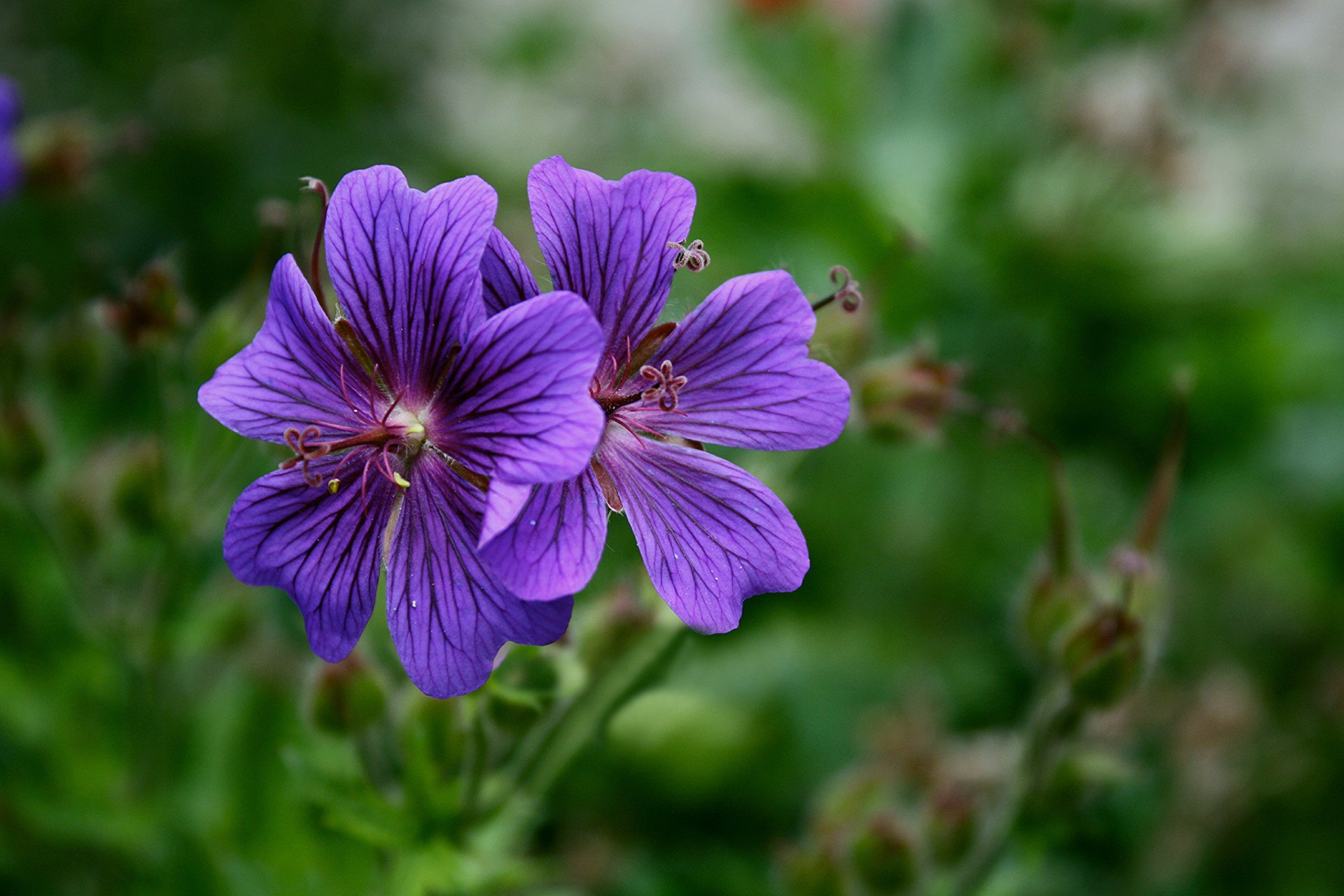 flores lila malva fondo desenfoque