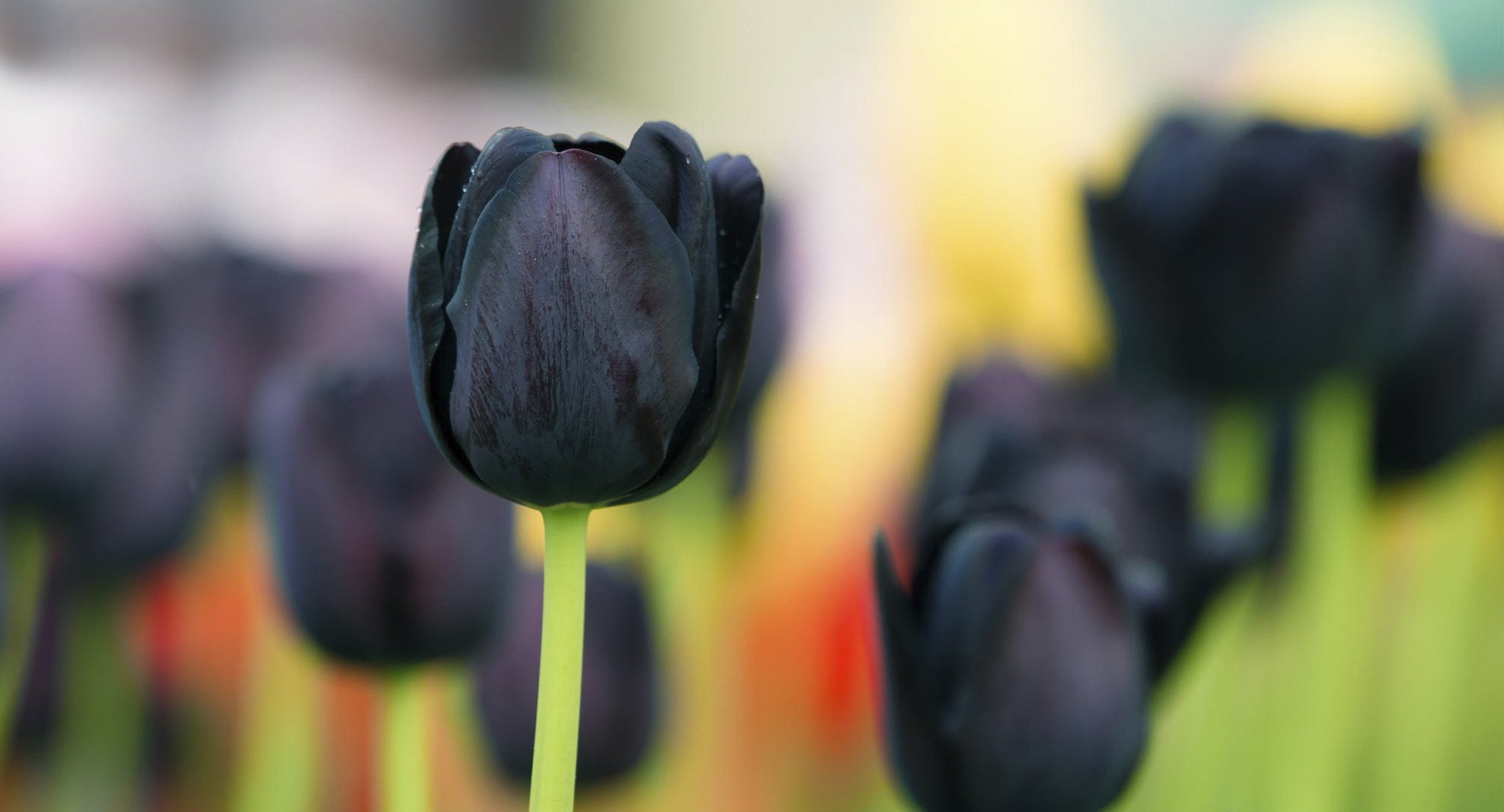 tulipe noire fond gros plan