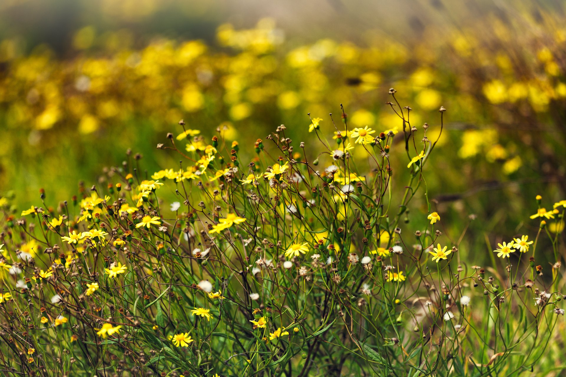 flower field summer sun nature flowers meadow