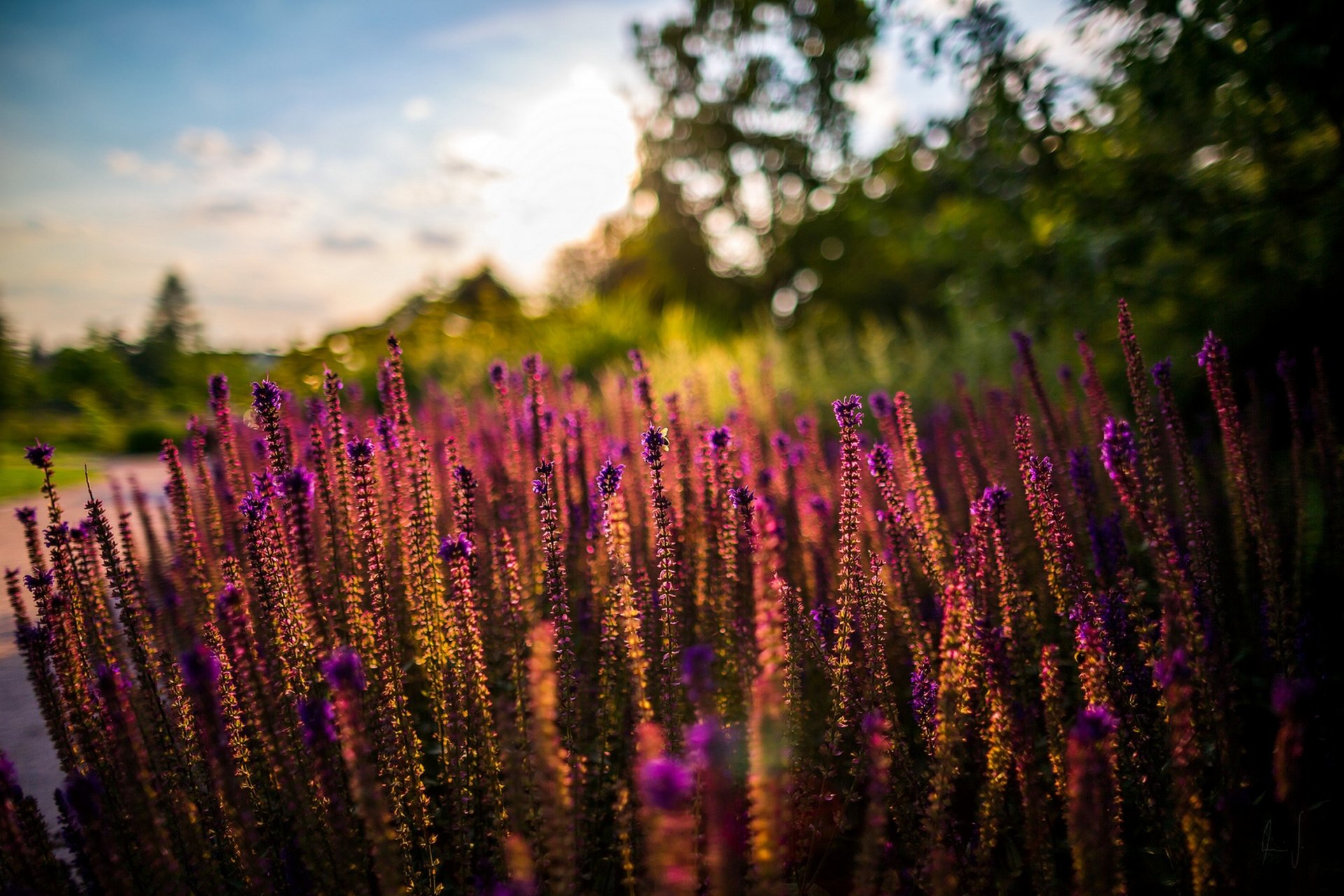 blumen sommer sonnenuntergang sonne natur sommer