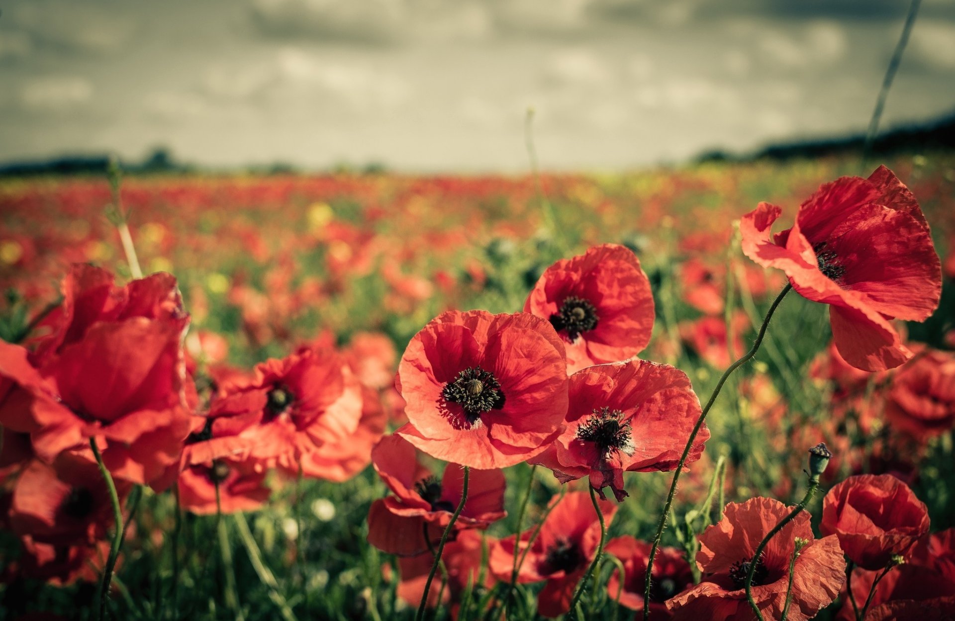 the field poppies flower red many