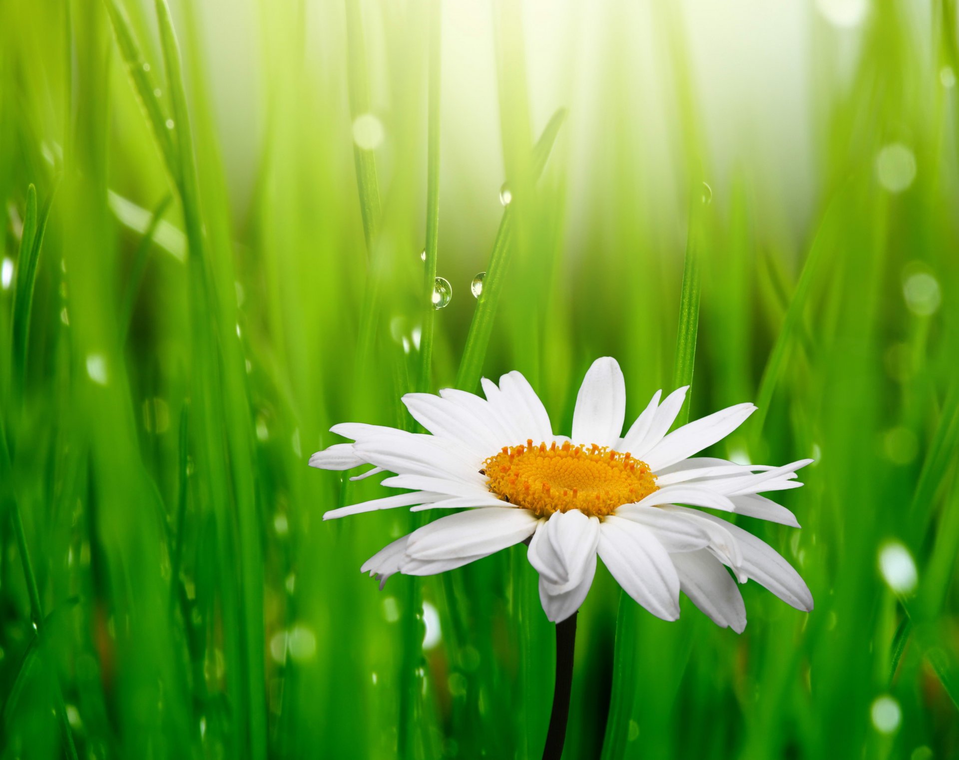 camomile white grass green water drops dew flowers spring freshness beauty daisy rosa flower