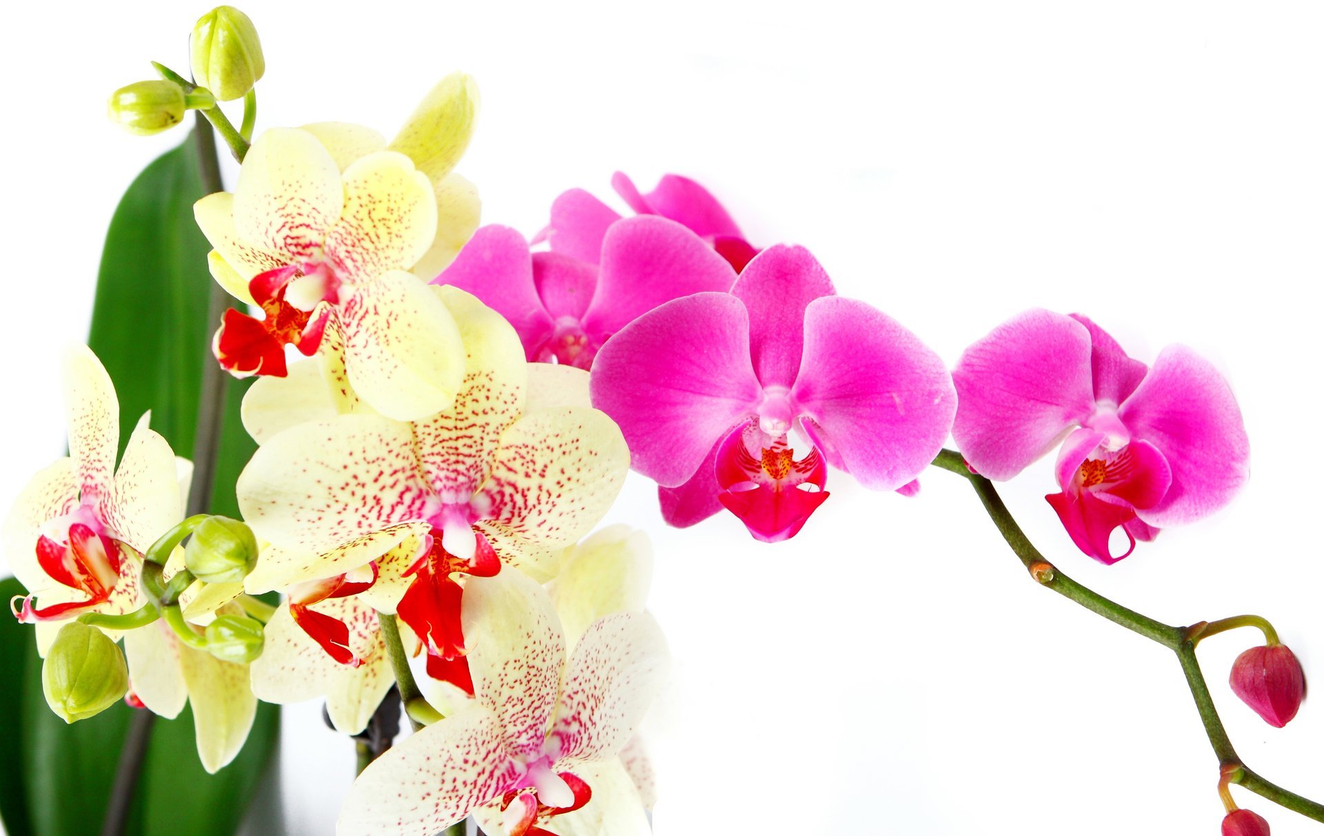 orchid phalaenopsis bright pink white petals branch beauty flowers tenderness flower hot pink leaves tender