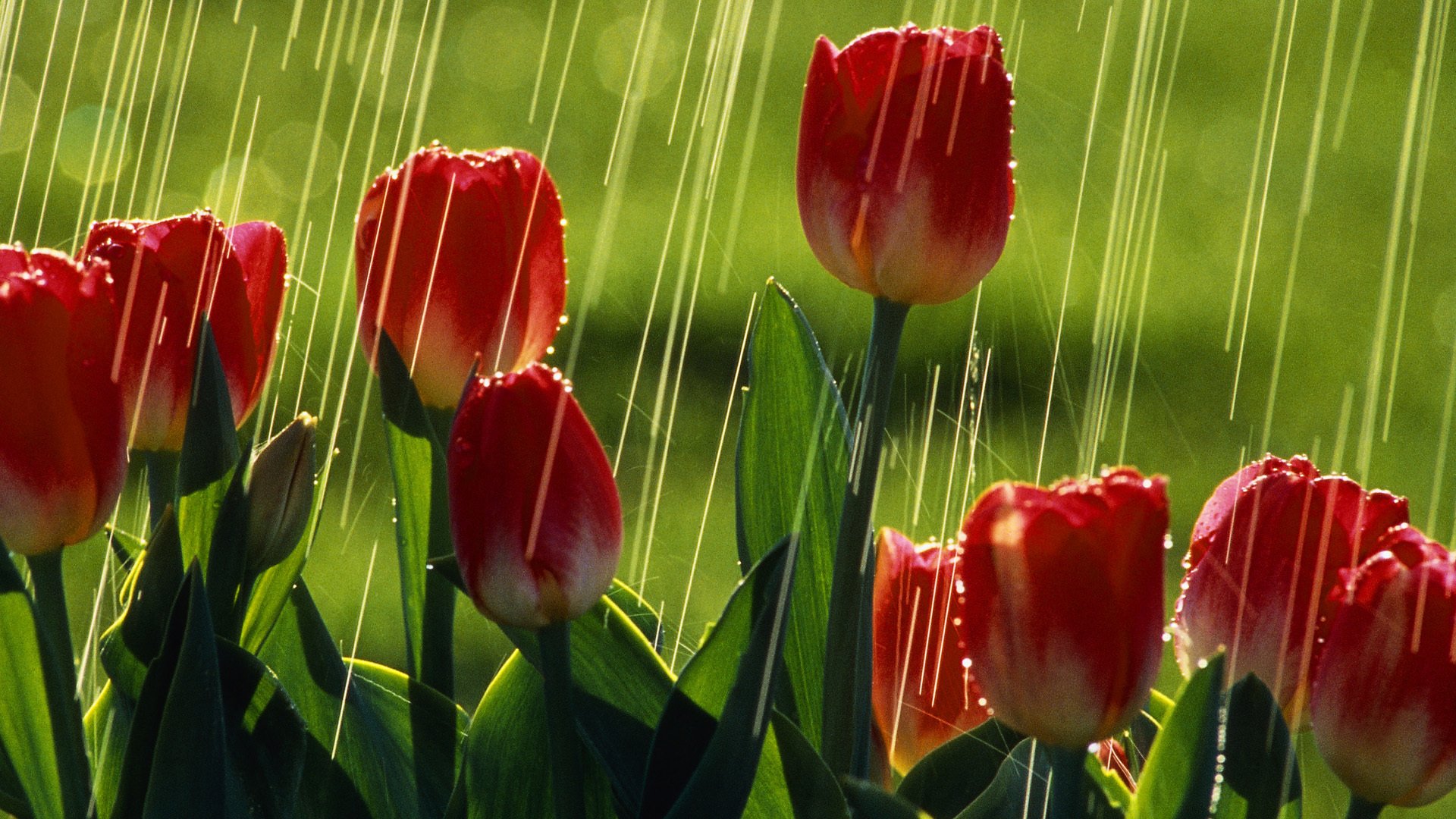 tulipany czerwone tulipany deszcz słońce lato zieleń