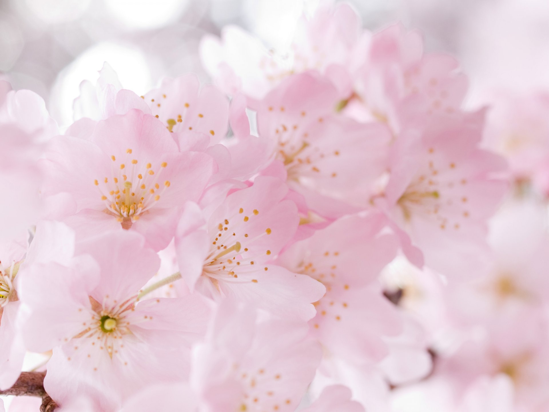 fiori fioritura primavera tenerezza sakura ciliegia