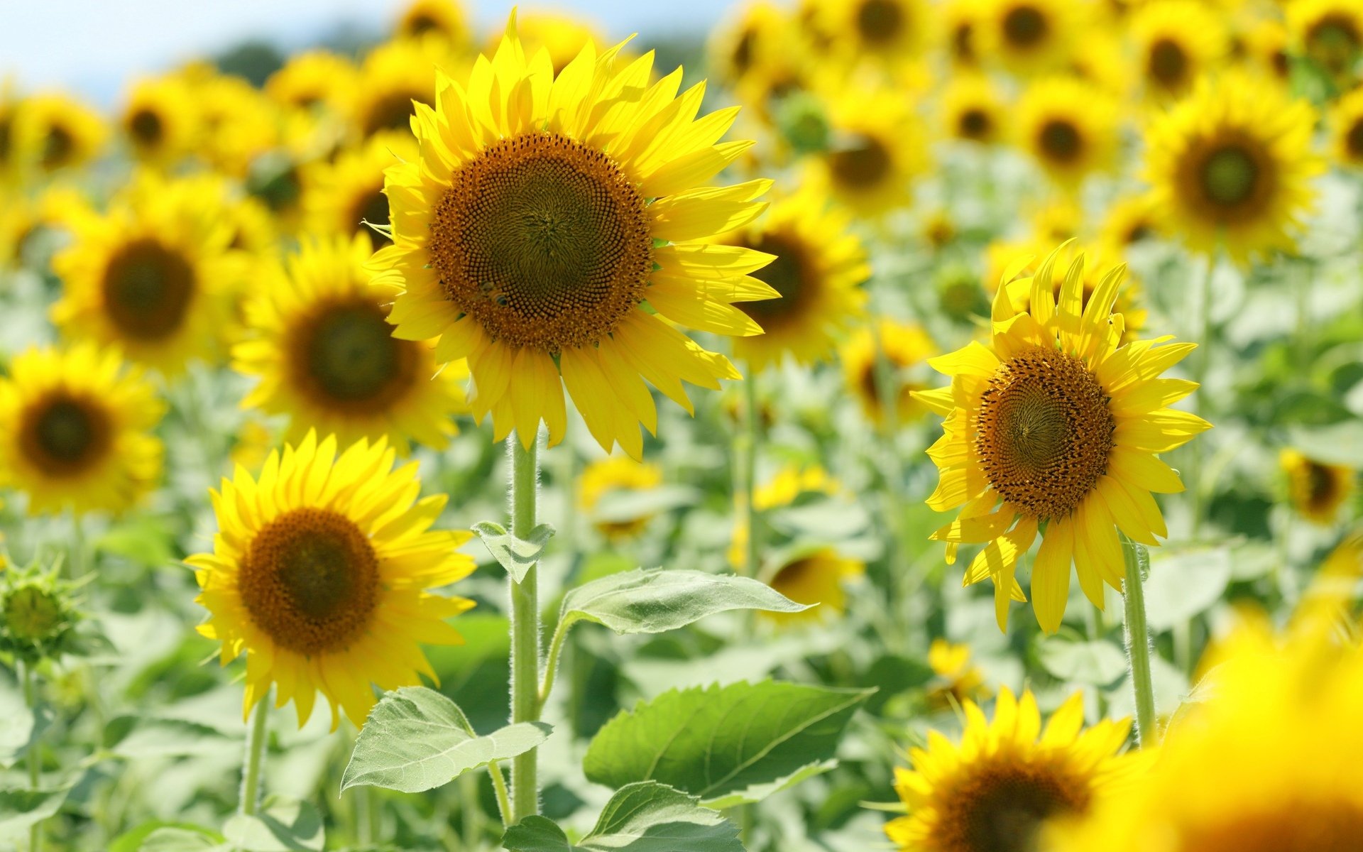 flores flores flores girasol amarillo sol fondo campo papel pintado pantalla ancha pantalla completa pantalla ancha