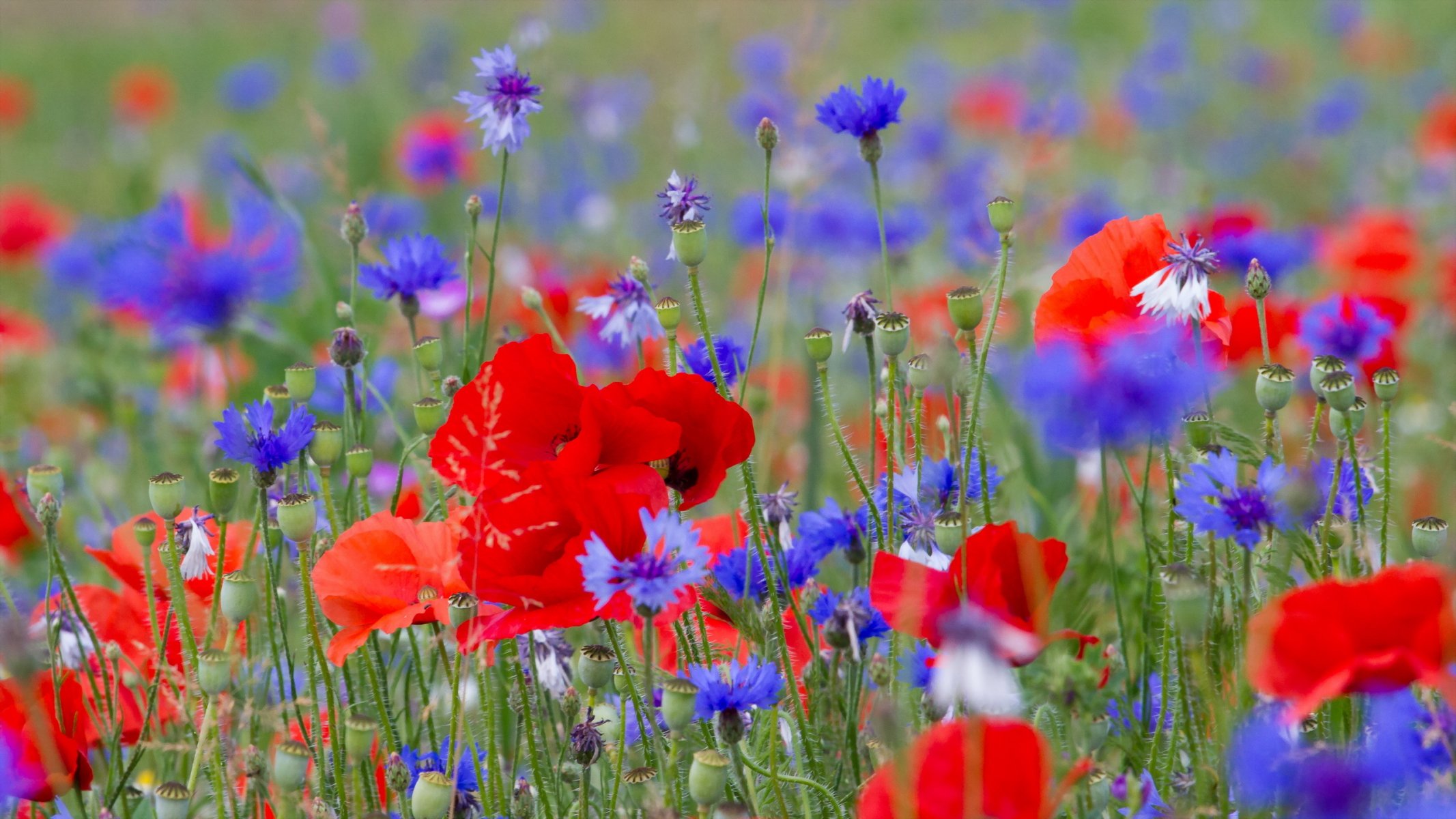 flores naturaleza amapolas verano