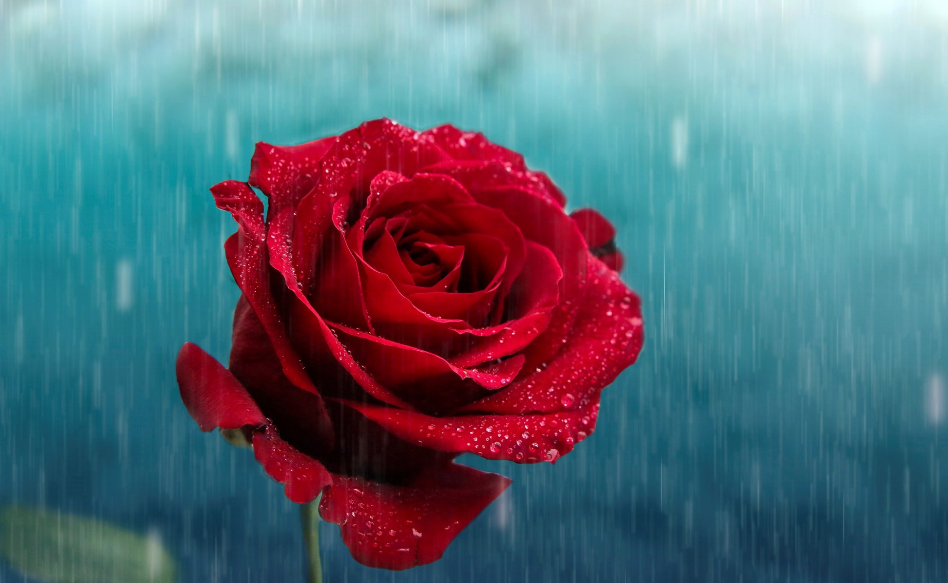 rosa rojo brote pétalos gotas lluvia flor