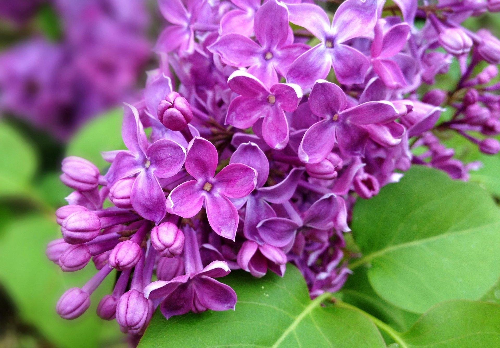 lilla ramo fiori viola foglie natura primavera