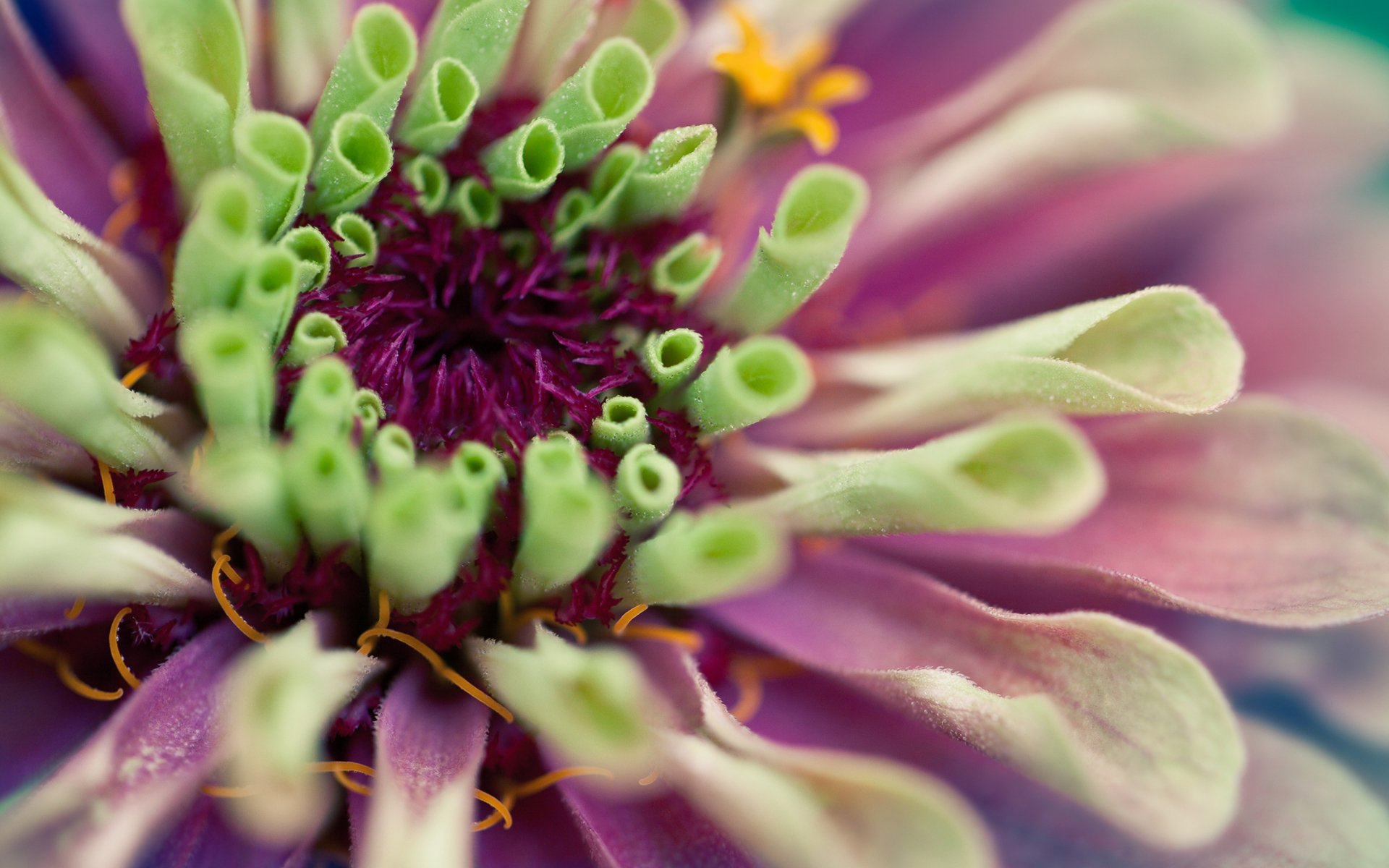 fleur dahlia vert rose pétales