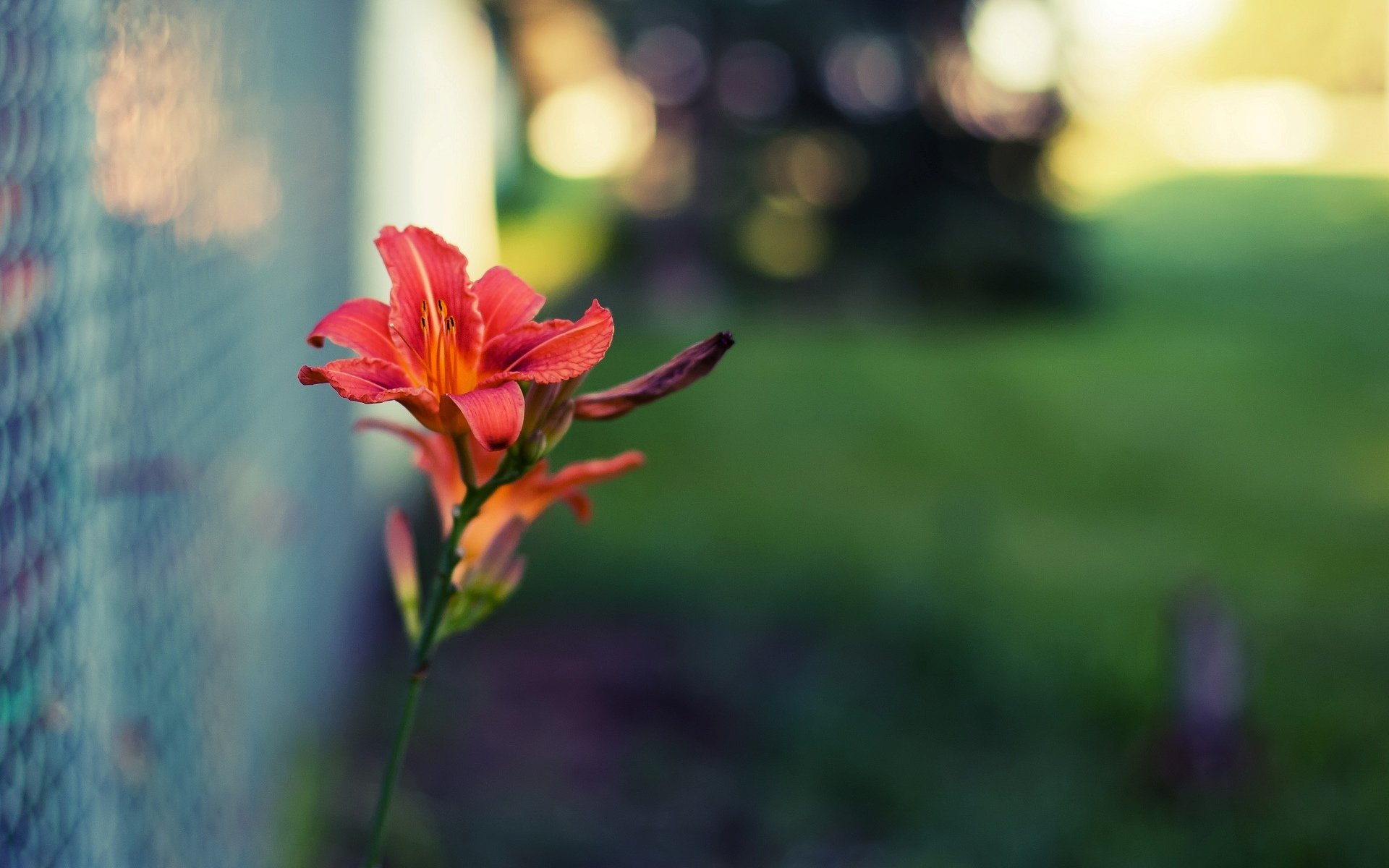 flowers flower flower red macro grid fence blur blur greenery background beautiful wallpaper widescreen fullscreen widescreen widescreen