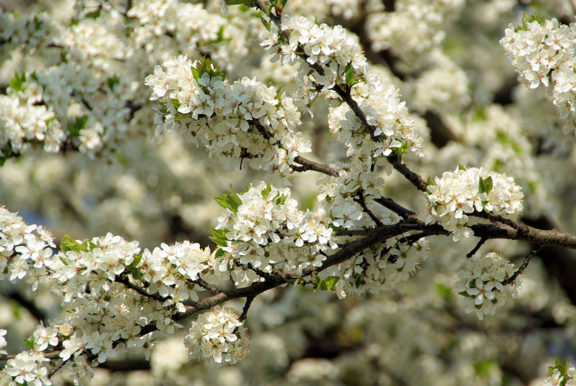 blüte kirsche frühling zweige blütenblätter sonnig blüte üppig luxuriös schön sanft makro