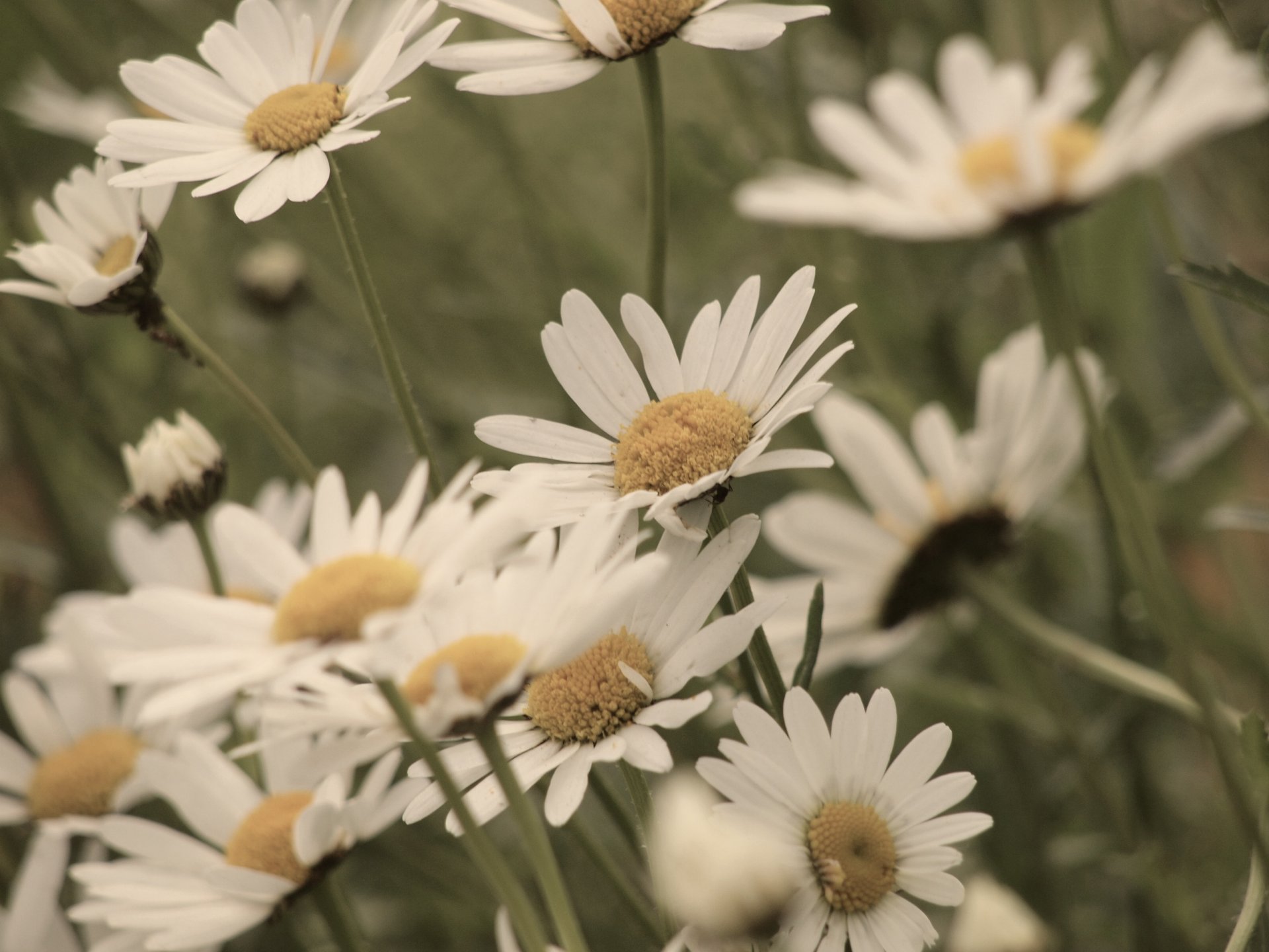 blumen blümchen weiß gelb blütenblätter grün hintergrund blume tapete widescreen vollbild widescreen widescreen