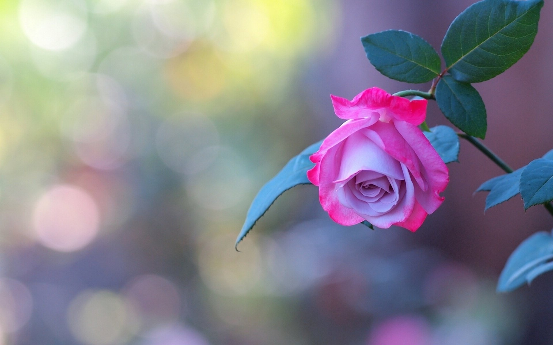 rose bud the stem wallpaper petal