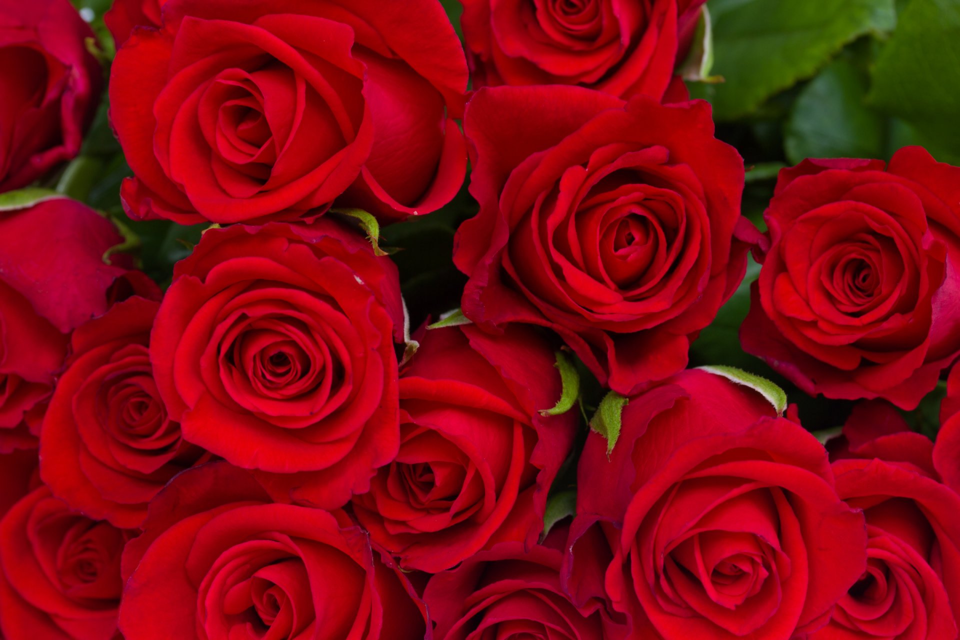 roses red flower bouquet buds leave