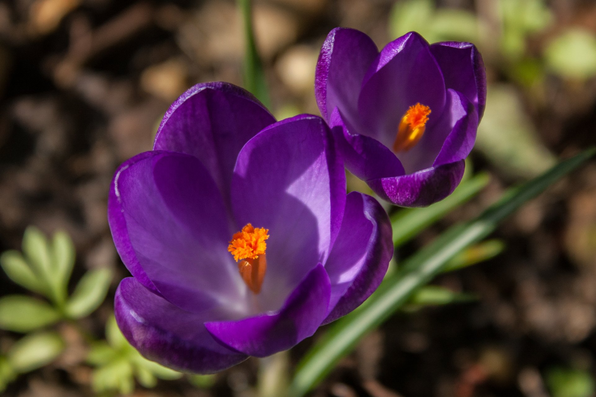 crochi fiori lilla viola petali erba primavera macro messa a fuoco