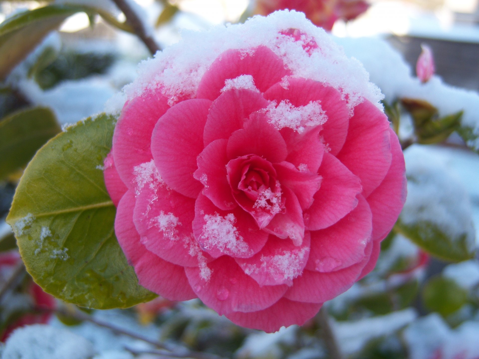 blume kamelie gießen schnee