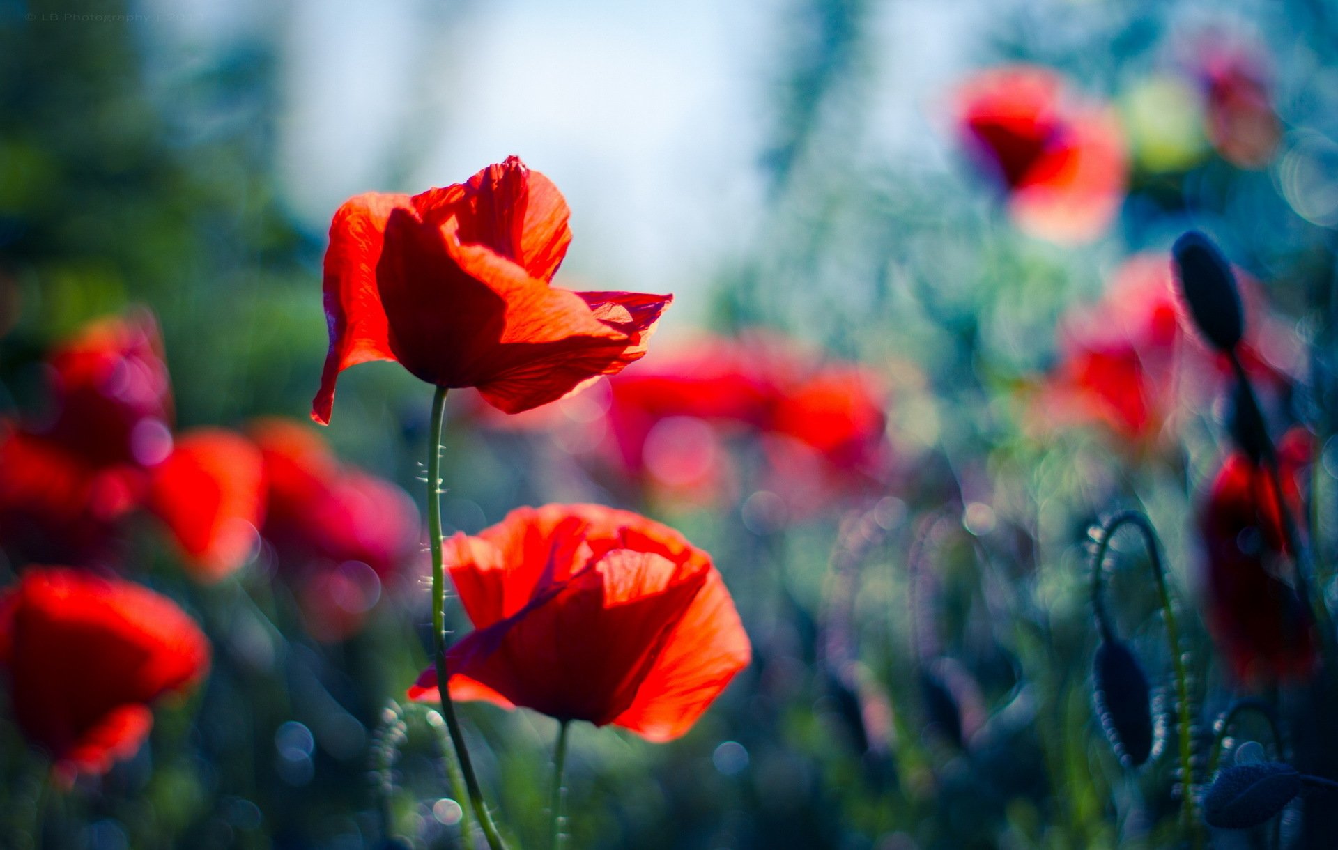 coquelicots rouges flou éblouissement