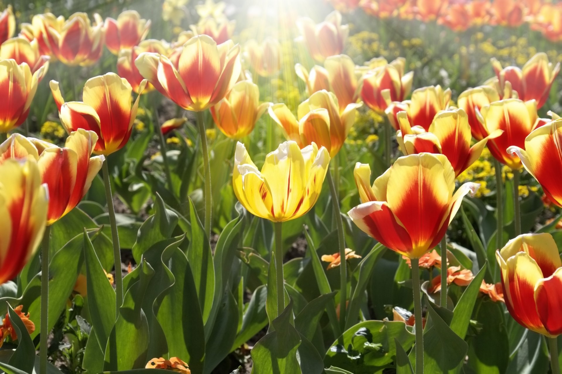 flores flores tulipanes amarillo rojo hojas sol rayos fondo papel pintado pantalla ancha pantalla completa pantalla ancha