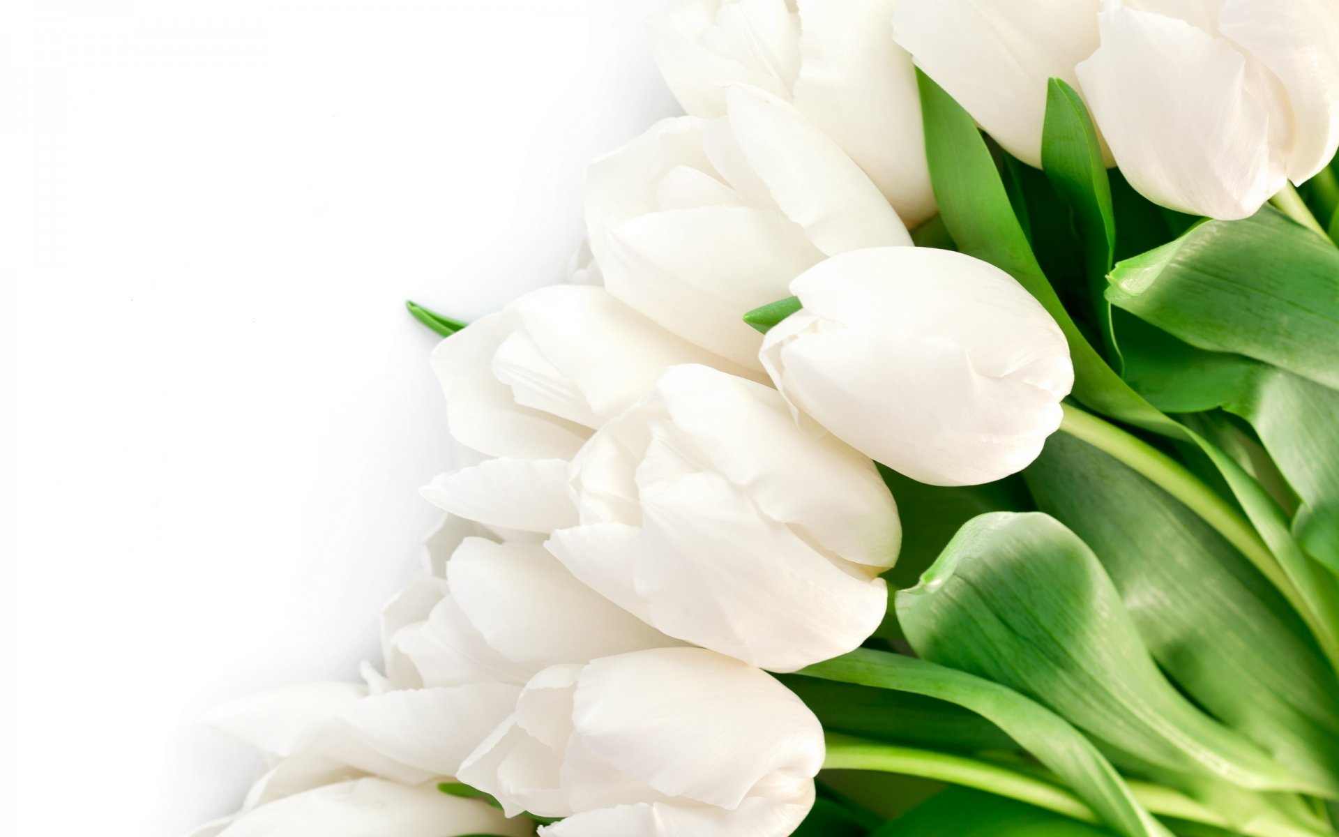 tulipanes flores brillante blanco pétalos belleza brillante blanco hojas