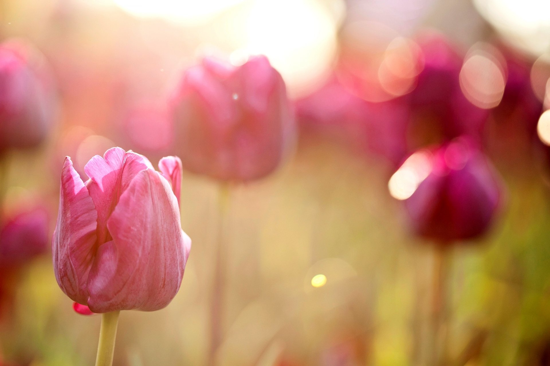 tulipes fleurs rose champ verdure lumière bokeh flou macro nature