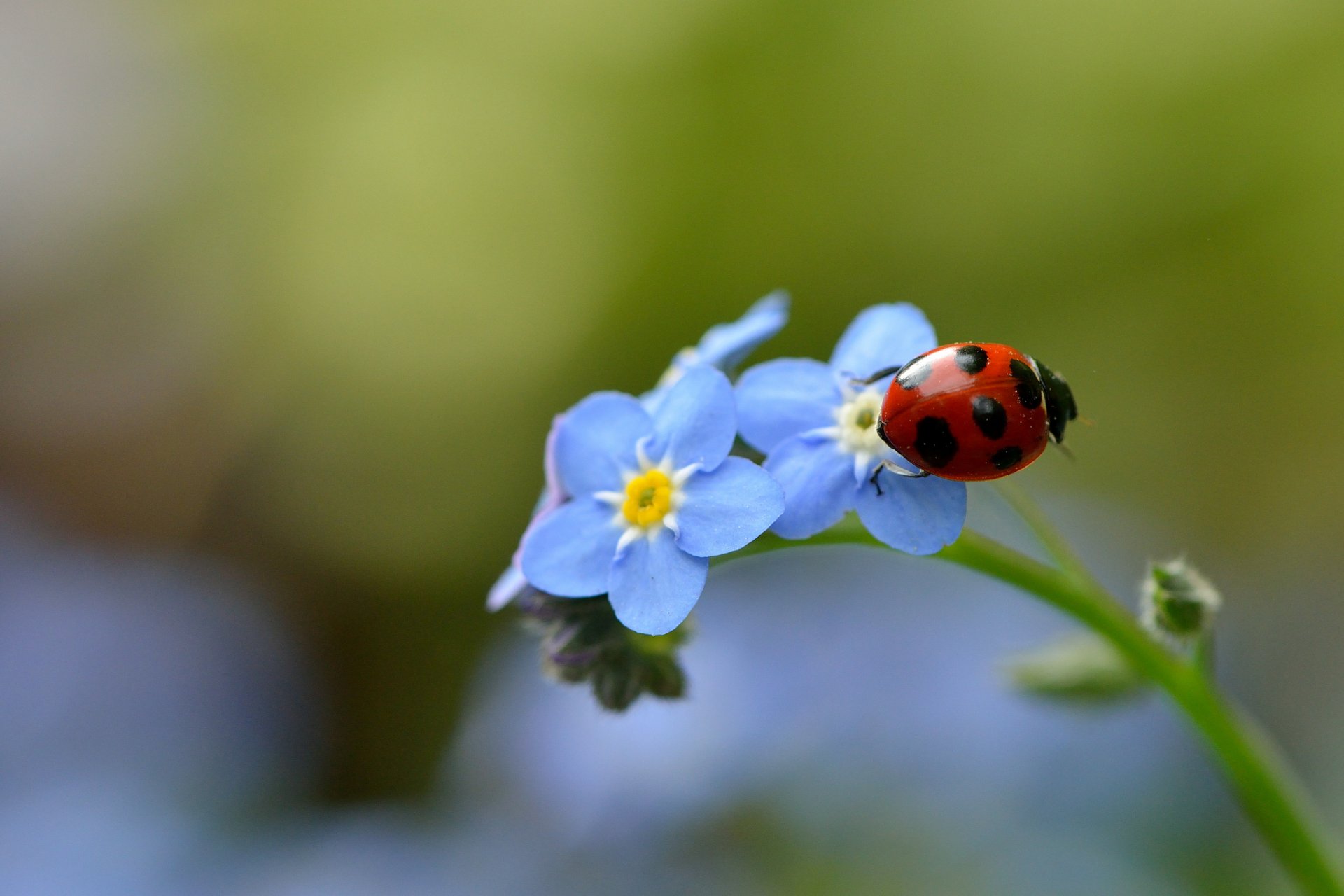 nontiscordardime coccinella insetto macro