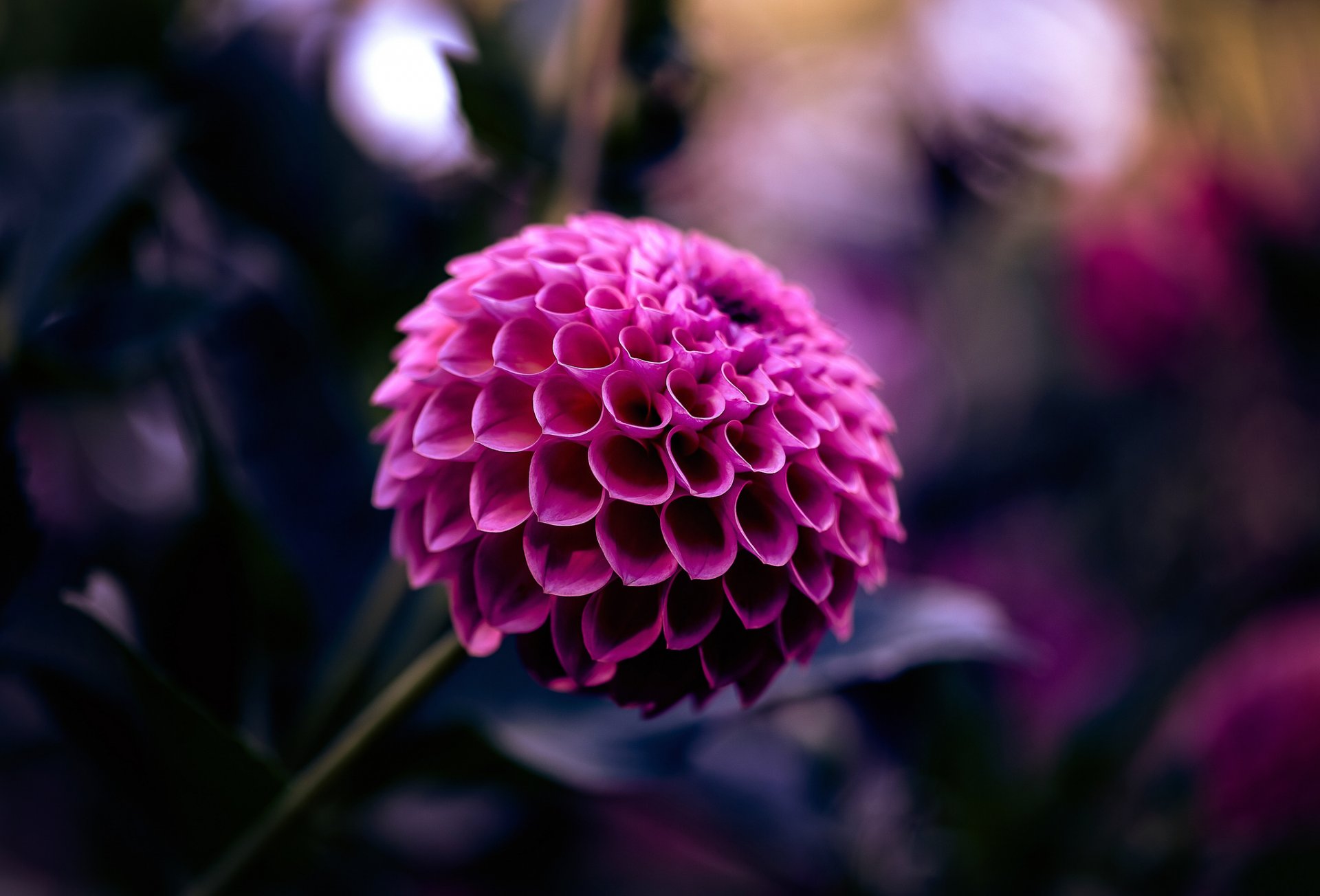 dalia frambuesa flor pétalos. macro enfoque desenfoque