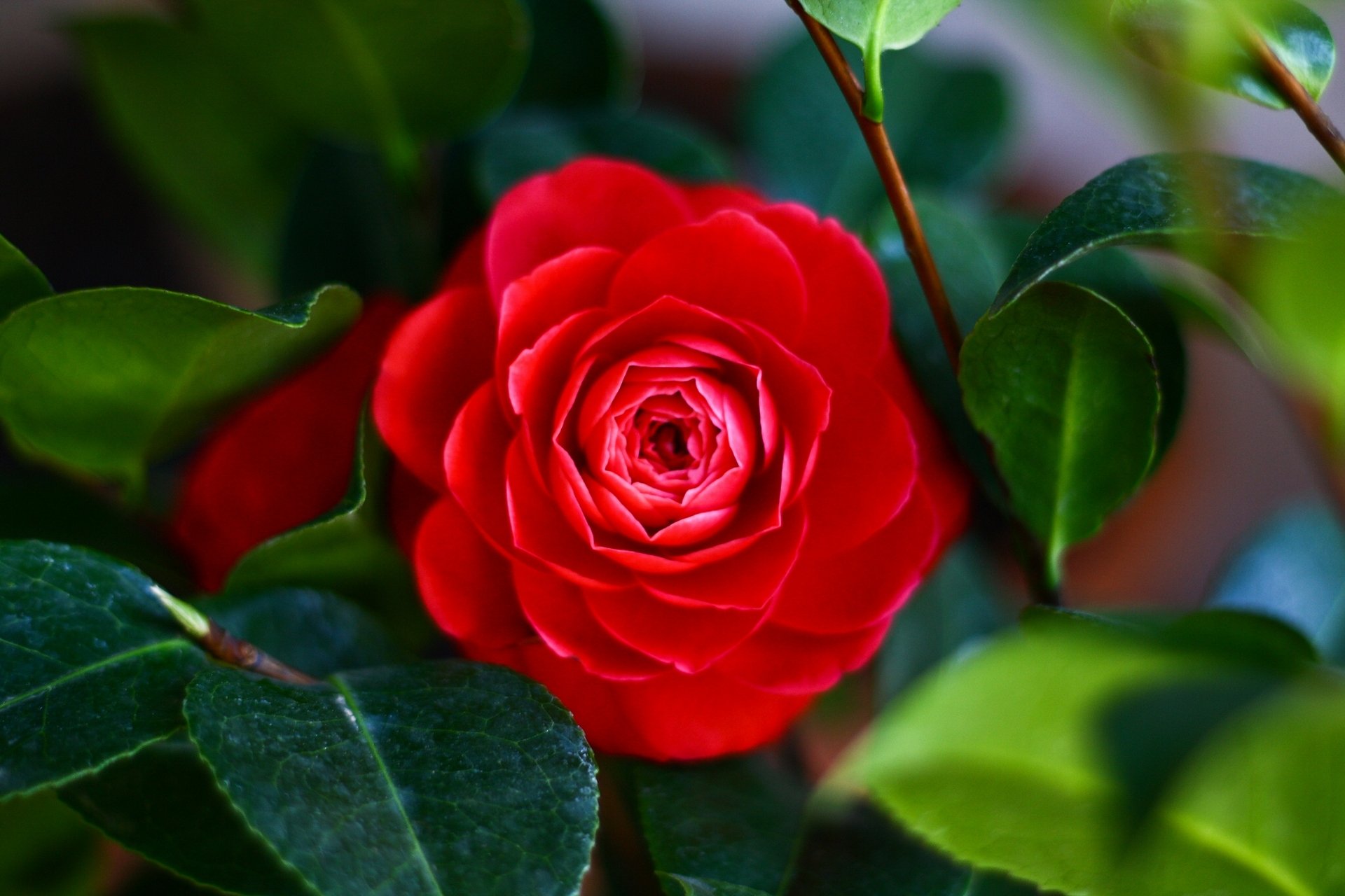 camellia leaves close up