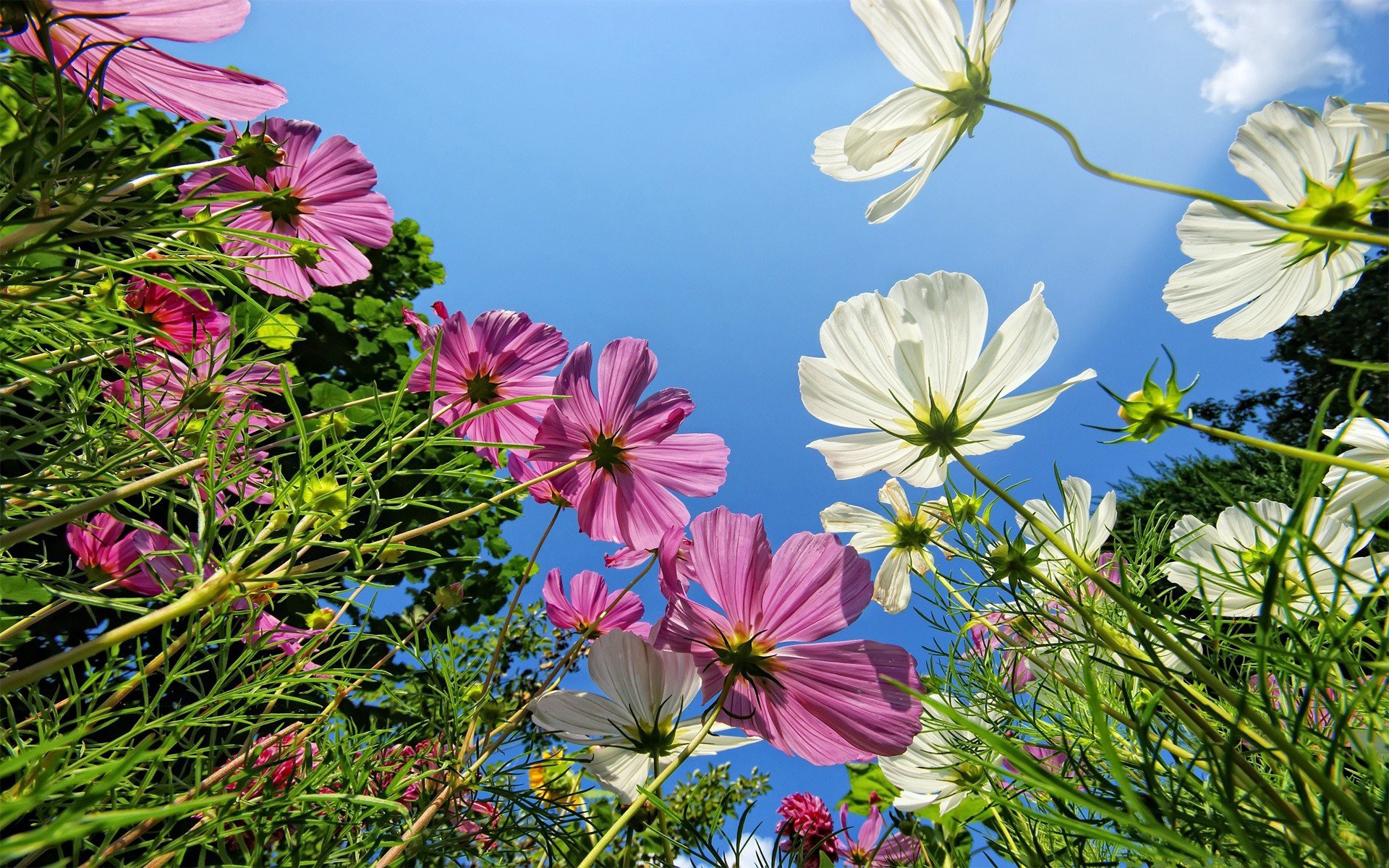 cosmea pole zieleń biały różowy płatki tło niebo trawa makro