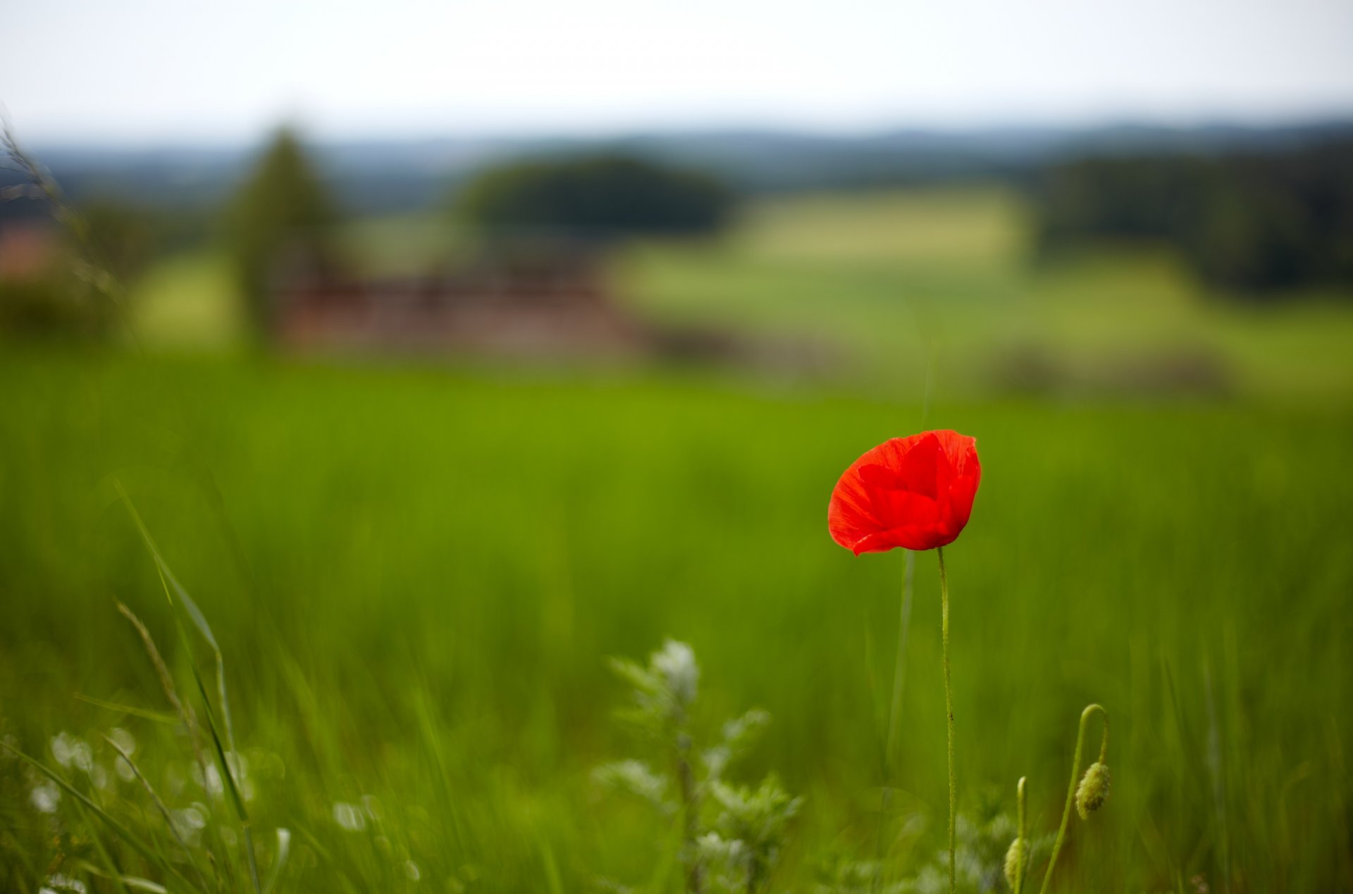 blumen blümchen gras grün feld mohn rot blume hintergrund tapete widescreen vollbild widescreen