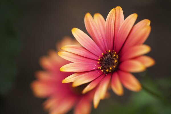 Fotografía macro de una hermosa flor