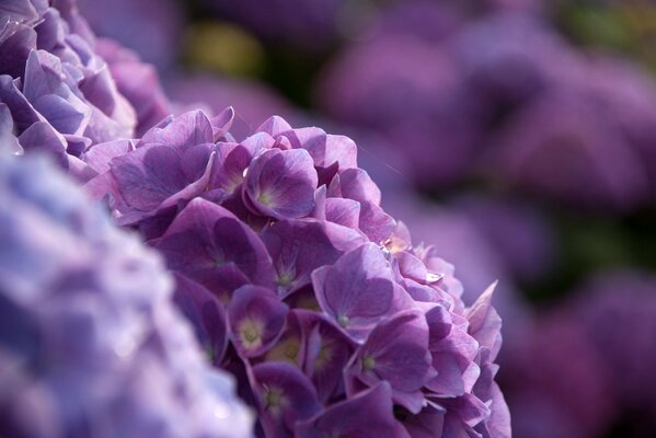 Arbusto de Hortensia de color púrpura