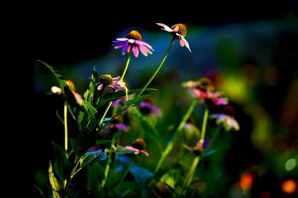 Magic flowerbed with echinacea flowers