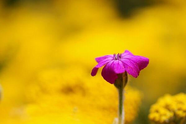 Fleur pourpre sur fond jaune