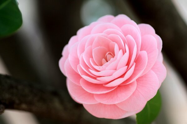 An amazingly beautiful delicate pink camellia flower on a dark background