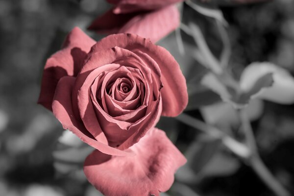 Red rose in muted tones