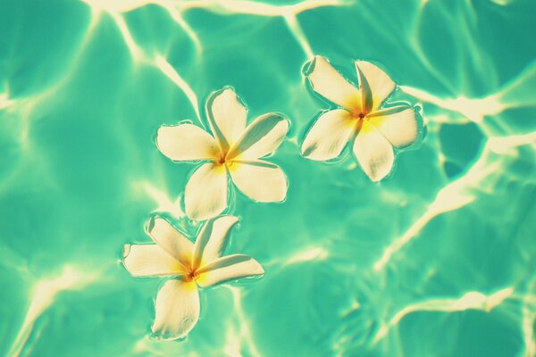 Цветы франжипани в лазурной воде
