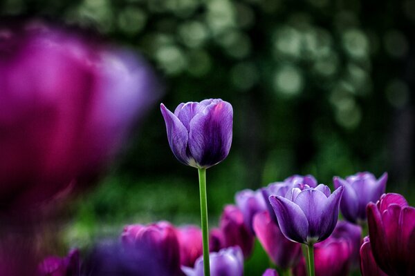 An unopened bud of a purple tulip