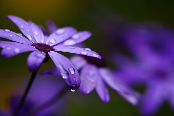 Cineraria hat lila Blütenblätter