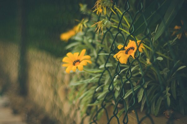 Fiori d arancio su uno sfondo di griglia