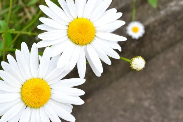 Delicati fiori di camomilla bianca