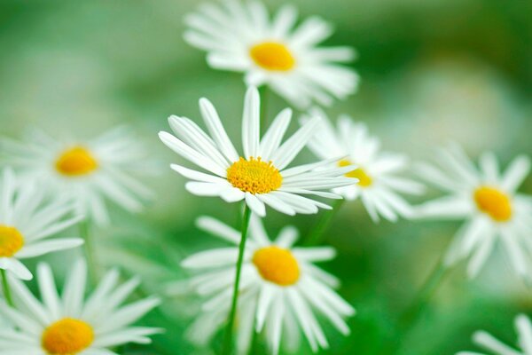 Großflächige Tapete mit Kamillenblüte