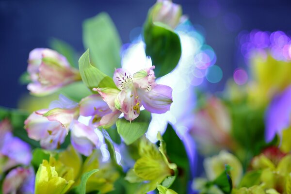 Delicate pink flowers on a blue background