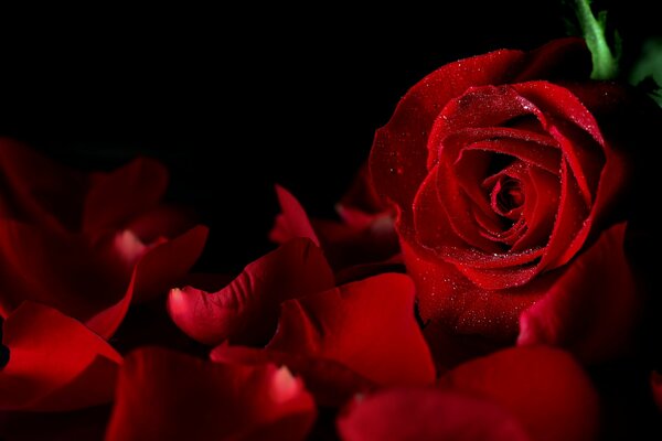 Red rose petals on a black background