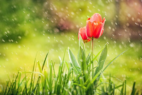 Red tulips on a background of bright grass